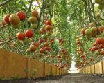 Come legare i pomodori in una serra in policarbonato