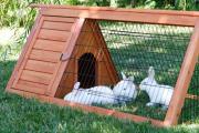 I recinti sono anche per i conigli!