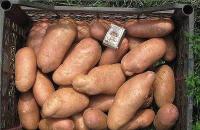 Varietà di patate: foto e descrizione