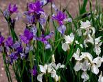 Iris siberani: semina e cura