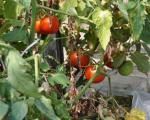 Nazorat samaradorligi della peronospora sui pomodori in serra: 3 metodi