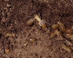 Izgara talpa larvası: Parassita ile mücadelede etkili yöntemler