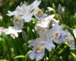 Iris japonesa - Iris Japonica