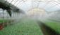 Irrigazione automatica in una serra: caratteristiche di vari system, un semplice esempio di produzione