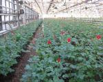 Τριαντάφυλλο Coltivare in serra tutto l'anno: quali varietà scegliere e come coltivarle correttamente