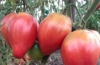 Coltivazione di pomodori i Sibirien i serre