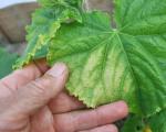 Perché le foglie dei cetrioli ingialliscono ใน una serra e ใน terreno aperto: ragioni e metodi di controllo