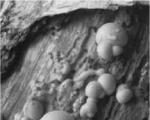 Morfologija i taksonomija gljiva