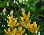 Raffinata e senza pretese Lily Saranka (riccia, riccia): valokuva ja caratteristiche della cura delle piante Lily royal curls