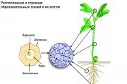 Revisione del tessuto vegetale educativo, conduttivo e meccanico 3 quale tessuto garantisce la crescita delle piante