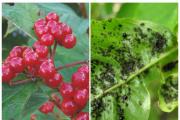 Viburnum vulgaris Come salvare il viburno se le foglie vegono mangiate