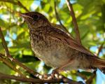 Poď chrániť fragole dagli uccelli: a modi più efficaci Poď proteggere Victoria dagli uccelli