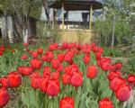 Quando scavare e piantare a tulipani dopo la fioritura, prendersi cura dopo la fioritura in piena terra