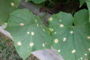 Come affrontare le macchie bianche sulle foglie di cetriolo;