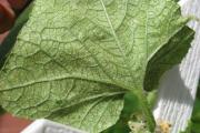I parassiti più dannosi a pericolosi delle piantine di cetriolo Chi mangia foglie di cetriolo in una serra