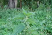 The chemical composition and medicinal properties of stinging nettle