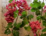 Malattie del geranio: utilizziamo modi for combattere le malattie dei fiori Malattie del geranio e parassiti