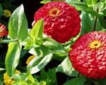 Fiore di Zinnia - foto, tipi, coltivazione, semina e cura