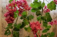 Malattie del geranio: utilizziamo modi for combattere le malattie dei fiori Malattie del geranio e parassiti