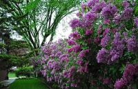 लिला डेल'Amur - un lussuoso arbusto arboreo dall'aroma affascinante