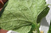 Eu parasito mais danos e perigos da plantação de cetriolo Chi mangia foglie di cetriolo em uma serra