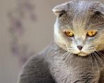 All thorough cats. Cat breed. What breed cats