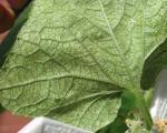 I parassiti più dannosi e pericolosi delle piantine di cetriolo Chi mangia foglie di cetriolo in una serra
