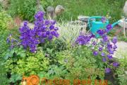 Campana da giardino e campanula in crescita della casa dei Carpazi Pianta del sud con fiori di campana