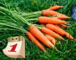 Regole per piantare carote in piena terra in primavera con semi: come e quando piantare, cura In corso: piantare carote in primavera
