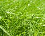 Azevém - segredos do cultivo de grama para gramado e forragem