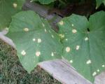 Come affrontare le macchie bianche sulle foglie di cetriolo?