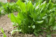 Έλα piantare acetosa in primavera;