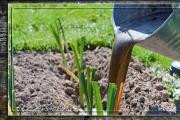 Yellow garlic in the spring, what to do - how to quickly save the future harvest