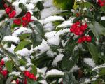 Holly (Holly)-Christmas Plant-Plant Encyclopedia 건강한 식물을 선택하는 방법