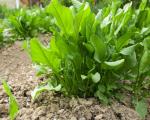Come piantare acetosa in primavera?
