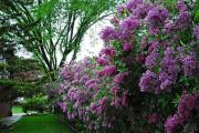 लिला डेल'Amur - un lussuoso arbusto arboreo dall'aroma affascinante