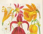 Piante perenni ornamentali - Famiglia Amaryllis Come prendersi cura delle piante della famiglia Amaryllis