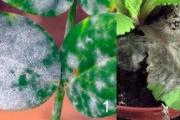 Parassiti delle piante d'appartamento: varietà e metodi di controllo