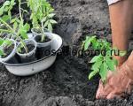 È necessario coltivare i pomodori nelle serre e in piena terra;