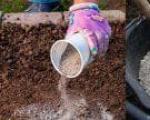 Príďte použiť celidonia dagli afidi Usare la celidonia per spruzzare il giardino e l'orto