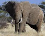 Najzanimljivije činjenice o slonovima