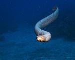 Väčšina jedovatých morských hadov