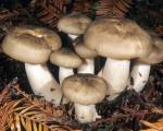 Righe in salamoia: ricette e proprietà utili dei funghi