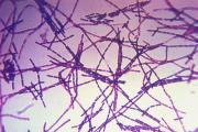 Kasallik keltirib chiqaradigan bakteriyalar - odam parazitlari