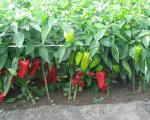 Come nutrire i peperoni durante la fruttificazione