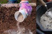 Come usare la celidonia contro gli afidi Usare la celidonia per spruzzare il giardino e l'orto