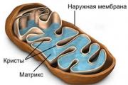 Missä muodostunut lysosomi on mitokondrioiden tehtävä