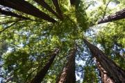 Quali alberi sono bravi a purificare l'aria?