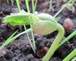 Poďte germinare rapidamente a fagioli: preparazione dei semi a metodi di germinazione