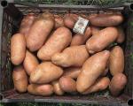 Varieta di patate: foto a popis